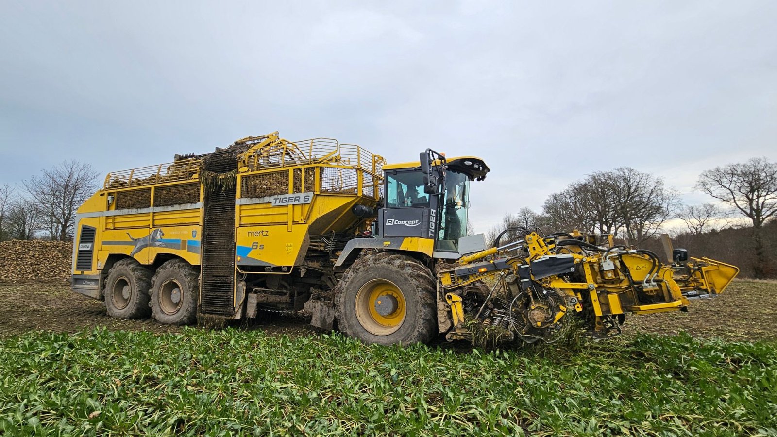 Rübenroder des Typs ROPA Tiger 6S Tiger 6 S, Gebrauchtmaschine in Nykøbing Falster (Bild 9)