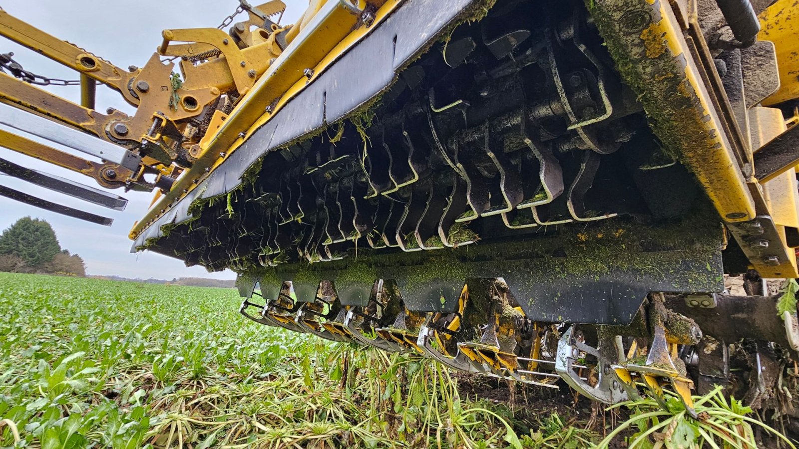 Rübenroder des Typs ROPA Tiger 6S Tiger 6 S, Gebrauchtmaschine in Nykøbing Falster (Bild 3)