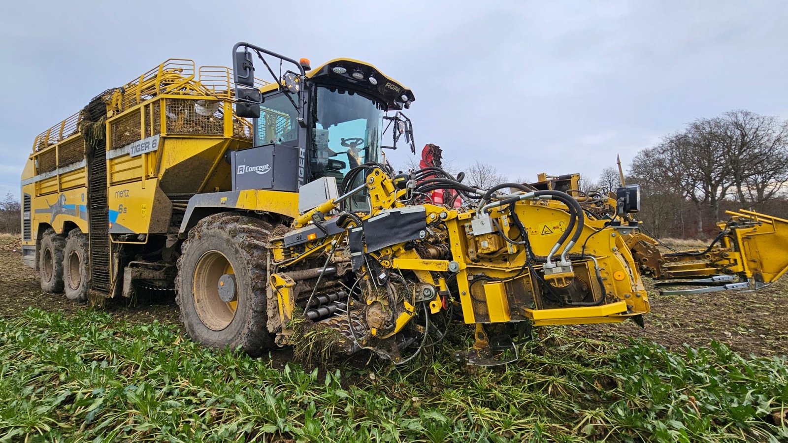 Rübenroder des Typs ROPA Tiger 6S Tiger 6 S, Gebrauchtmaschine in Nykøbing Falster (Bild 1)