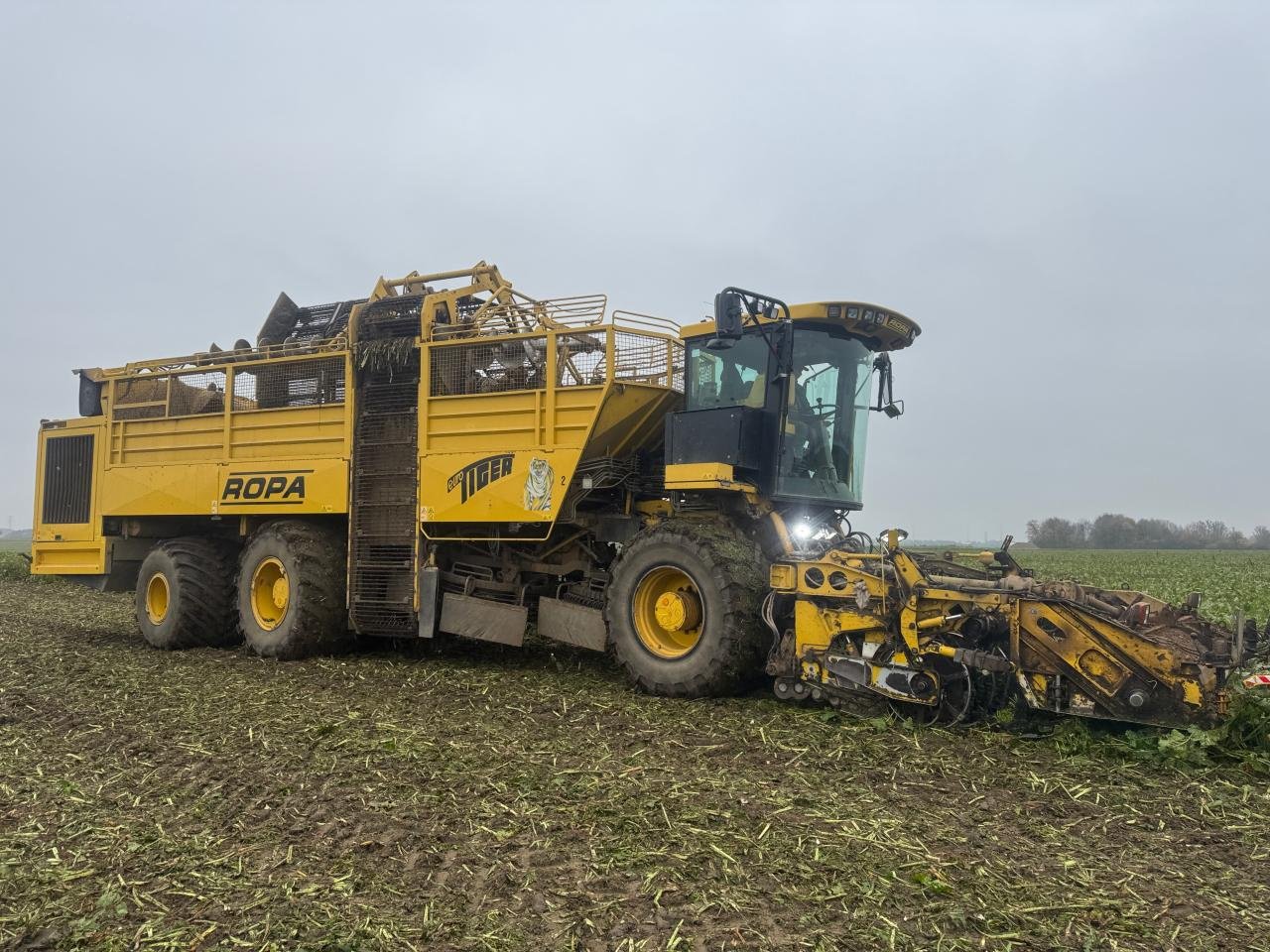 Rübenroder типа ROPA Tiger - einsatzfähig & viele Ersatzteile, Gebrauchtmaschine в Könnern (Фотография 3)
