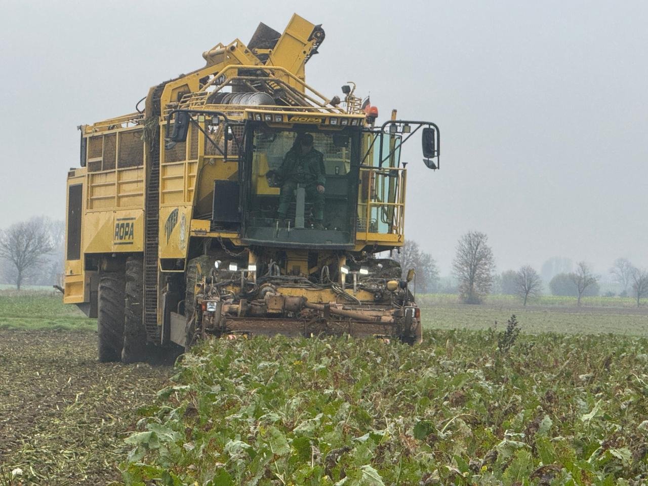 Rübenroder типа ROPA Tiger - einsatzfähig & viele Ersatzteile, Gebrauchtmaschine в Könnern (Фотография 4)