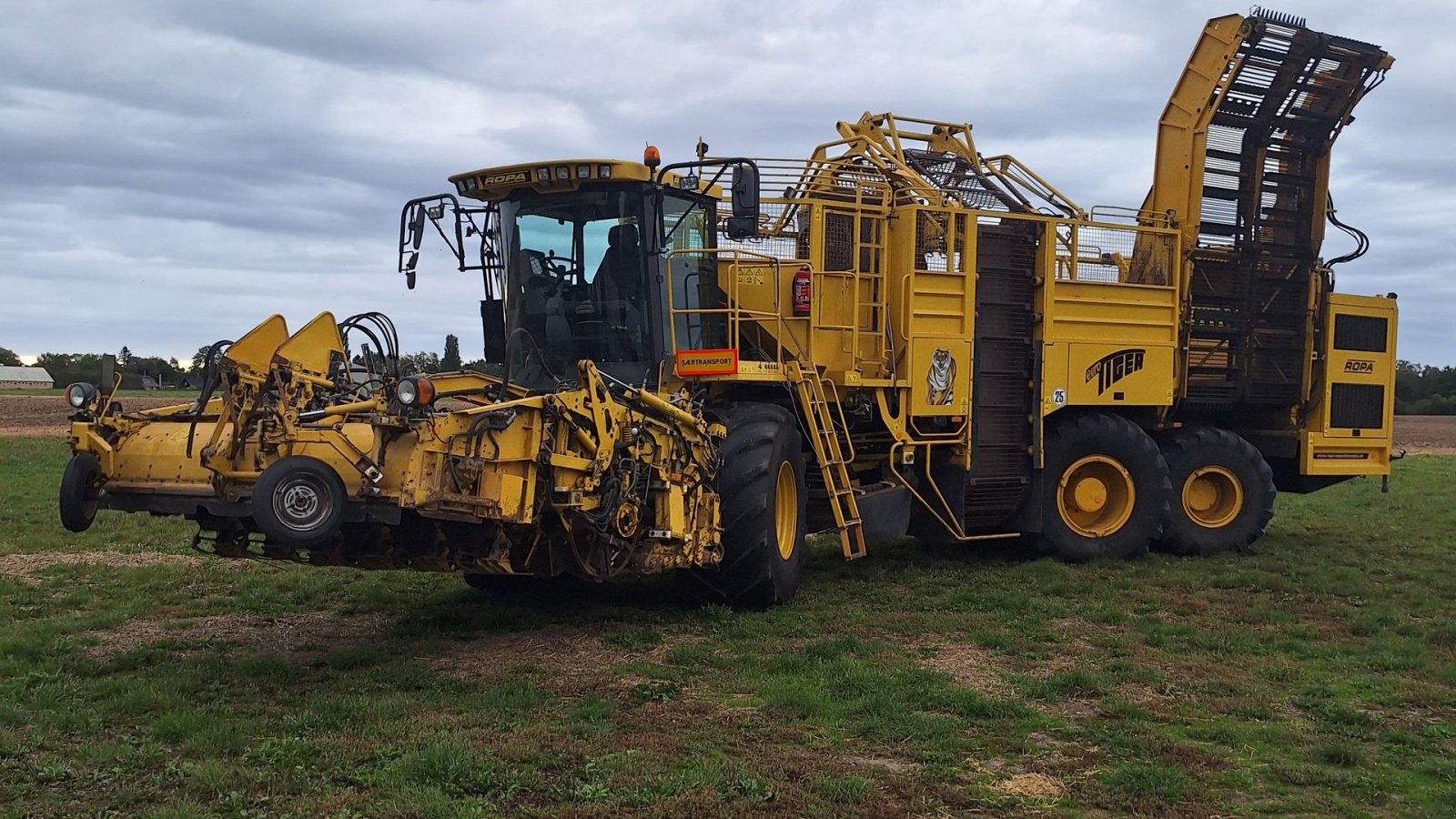 Rübenroder del tipo ROPA Tiger V8-3 Ropa, Gebrauchtmaschine In Maribo (Immagine 1)