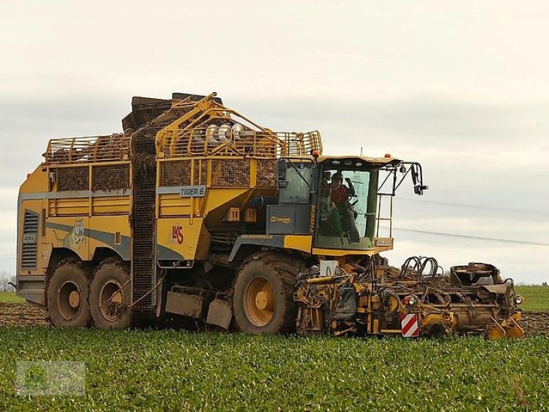 Rübenvollernter tip ROPA Tiger 6a, Gebrauchtmaschine in Salsitz (Poză 1)