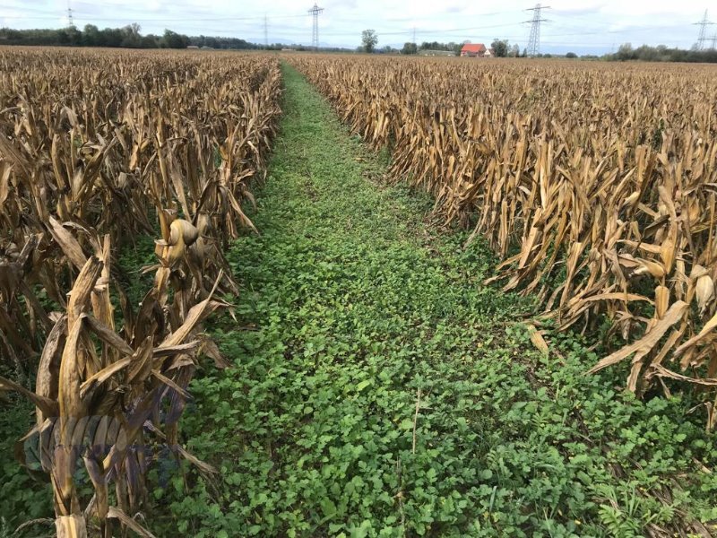 Sämaschine des Typs Lehner Vento II für Grasuntersaat im Mais, Gebrauchtmaschine in Schutterzell (Bild 2)