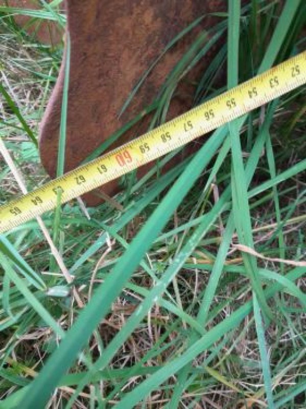 Scheibenegge des Typs Razol COVER CROPP, Gebrauchtmaschine in Piennes (Bild 5)