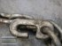 Schneekette des Typs Pewag U3643ED 440/80R28, Gebrauchtmaschine in Gampern (Bild 12)