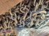 Schneekette типа Pewag UNIVERSAL U 201 0/  480/80R30 -540/65R30, Neumaschine в Lebring (Фотография 5)