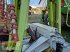 Schwader of the type CLAAS Liner 3500 MY 2014, Gebrauchtmaschine in Schenkenberg (Picture 5)