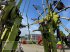 Schwader Türe ait CLAAS Liner 3600, Gebrauchtmaschine içinde Risum-Lindholm (resim 18)