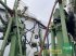 Schwader des Typs Krone SWADRO 1400, Gebrauchtmaschine in Bamberg (Bild 10)