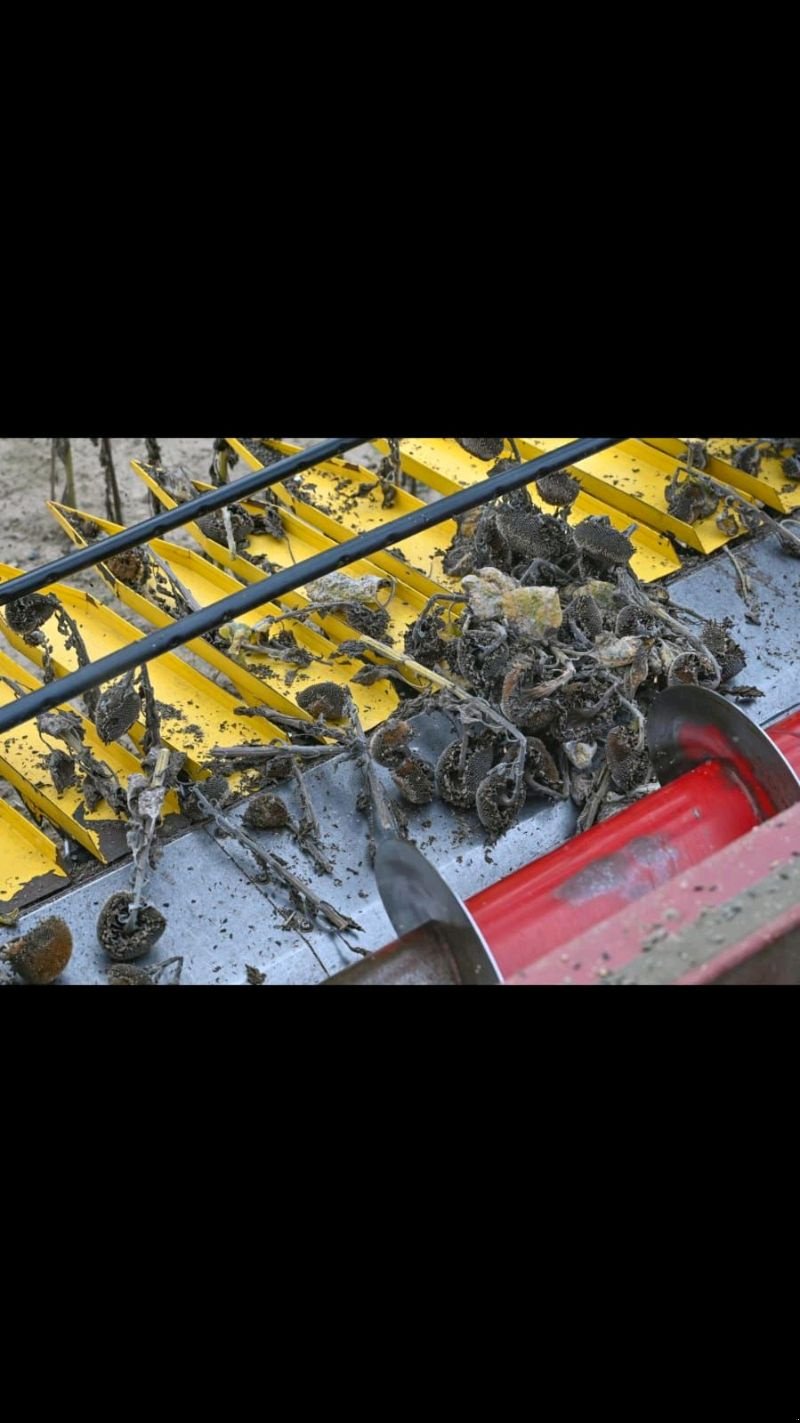 Sonnenblumenschneidwerk des Typs Zürn Sonnenblumenvorsatz, Gebrauchtmaschine in Liebenwalde (Bild 3)