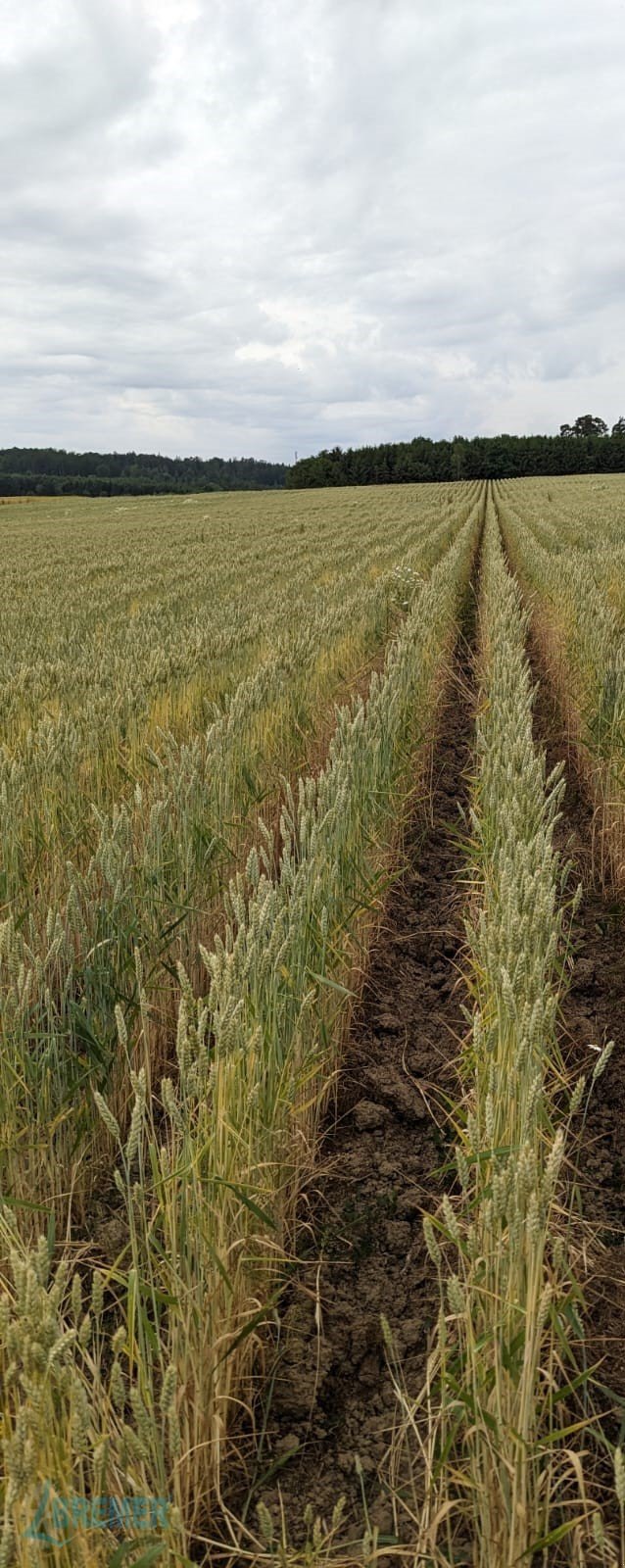 Sonstige Bodenbearbeitungsgeräte des Typs Bremer Maschinenbau dammkultur newgeneration 3, Neumaschine in Hohenhameln (Bild 4)