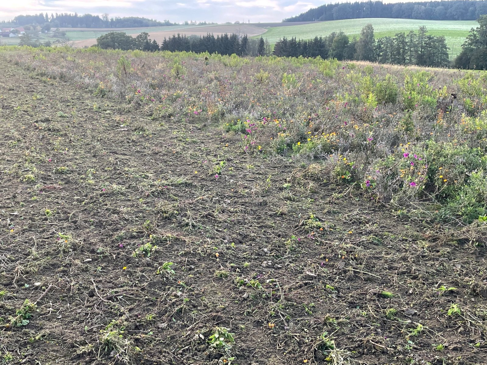 Sonstige Bodenbearbeitungsgeräte des Typs Saphir Grindstar GRS 600, Gebrauchtmaschine in Lengdorf (Bild 2)