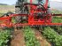 Sonstige Düngung & Pflanzenschutztechnik typu AGRIPP Erdbeergestänge, Neumaschine v Welver (Obrázek 1)