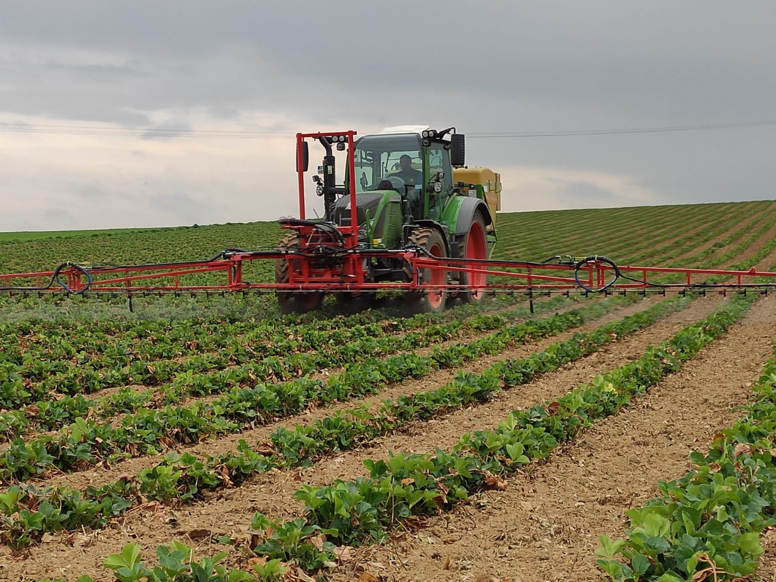 Sonstige Düngung & Pflanzenschutztechnik typu AGRIPP Erdbeergestänge, Neumaschine v Welver (Obrázek 3)