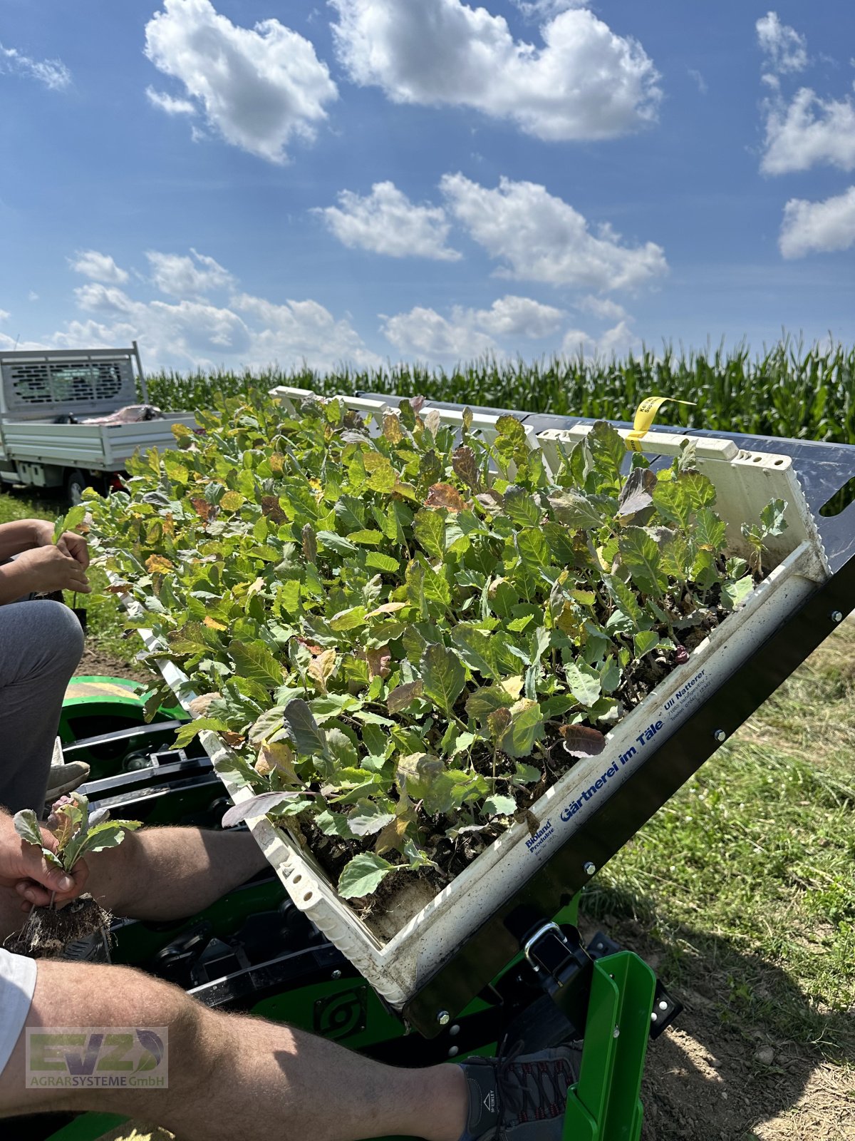 Sonstige Gemüsetechnik van het type Sfoggia STP Gemüsepflanzmaschine, Neumaschine in Ebersberg (Foto 11)
