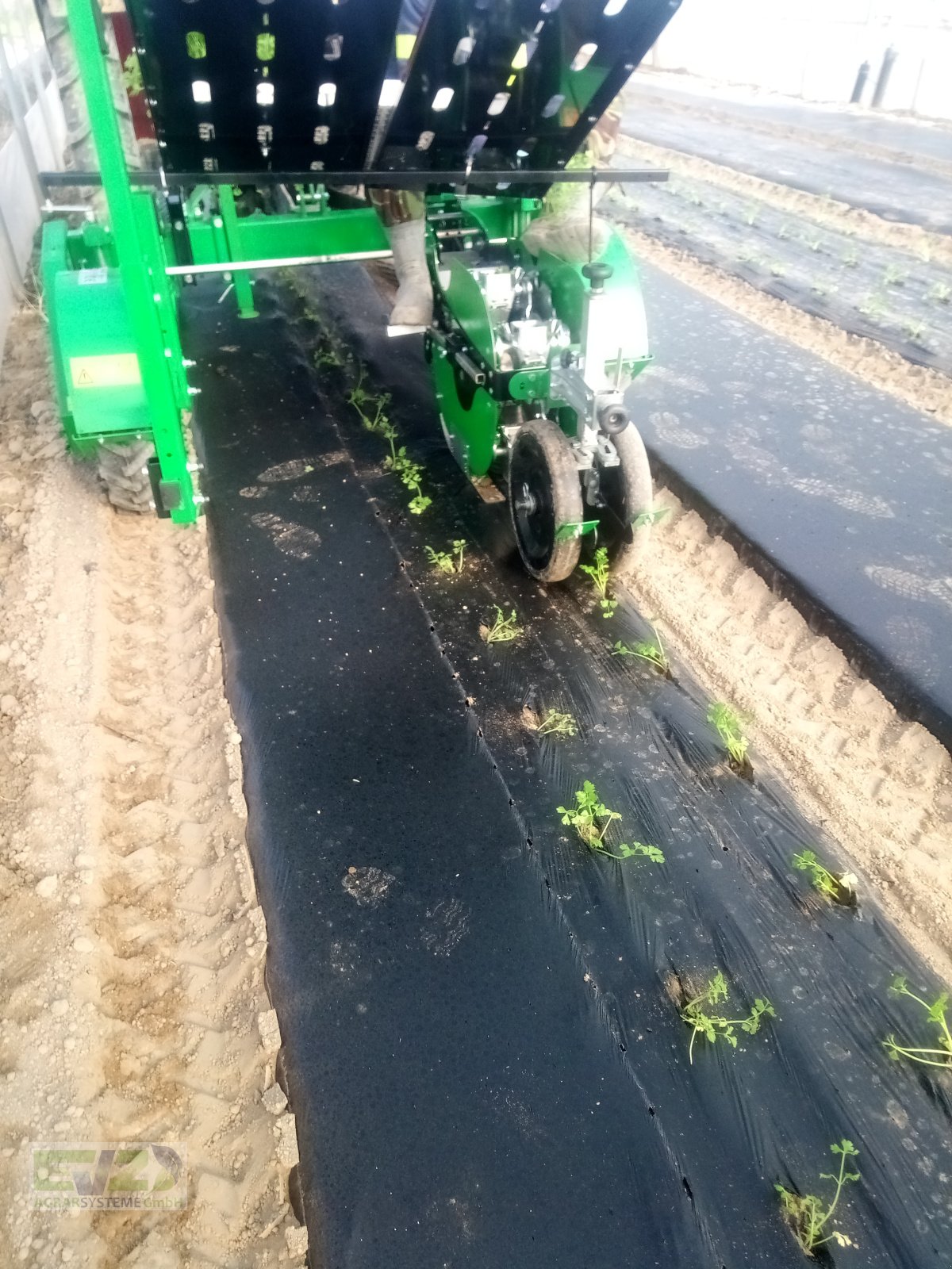 Sonstige Gemüsetechnik van het type Sfoggia STP Gemüsepflanzmaschine, Neumaschine in Ebersberg (Foto 17)