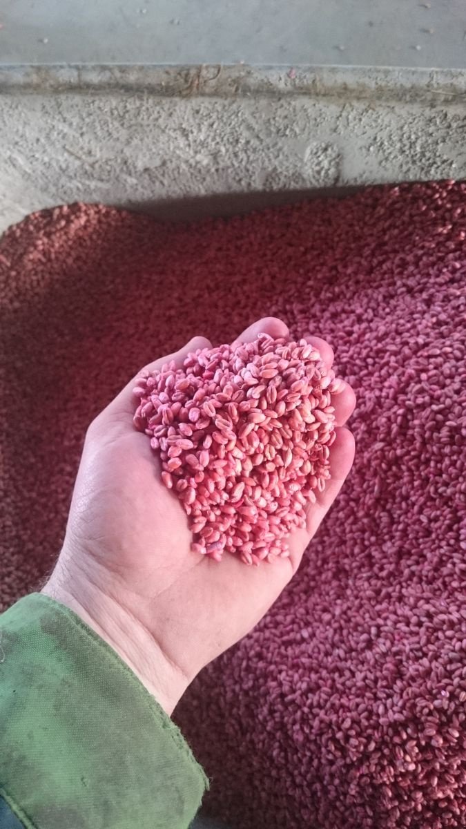 Sonstige Getreidelagertechnik of the type Sonstige Beizgerät - Beizmaschine Saatbehandler, Neumaschine in Waldburg (Picture 4)