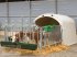 Sonstige Hoftechnik des Typs Kerbl AKTION-Kälberhütte Calf House  4/5 frei Haus, Neumaschine in Eberschwang (Bild 2)