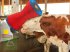 Sonstige Hoftechnik des Typs Kerbl Kerbl Kuhputzmaschine HAPPYCOW Uno (kostenlose Lieferung), Neumaschine in Weiz (Bild 4)