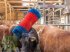 Sonstige Hoftechnik des Typs Kerbl Viehbürste HAPPYCOW Free Maxi (kostenlose Lieferung), Neumaschine in Weiz (Bild 3)