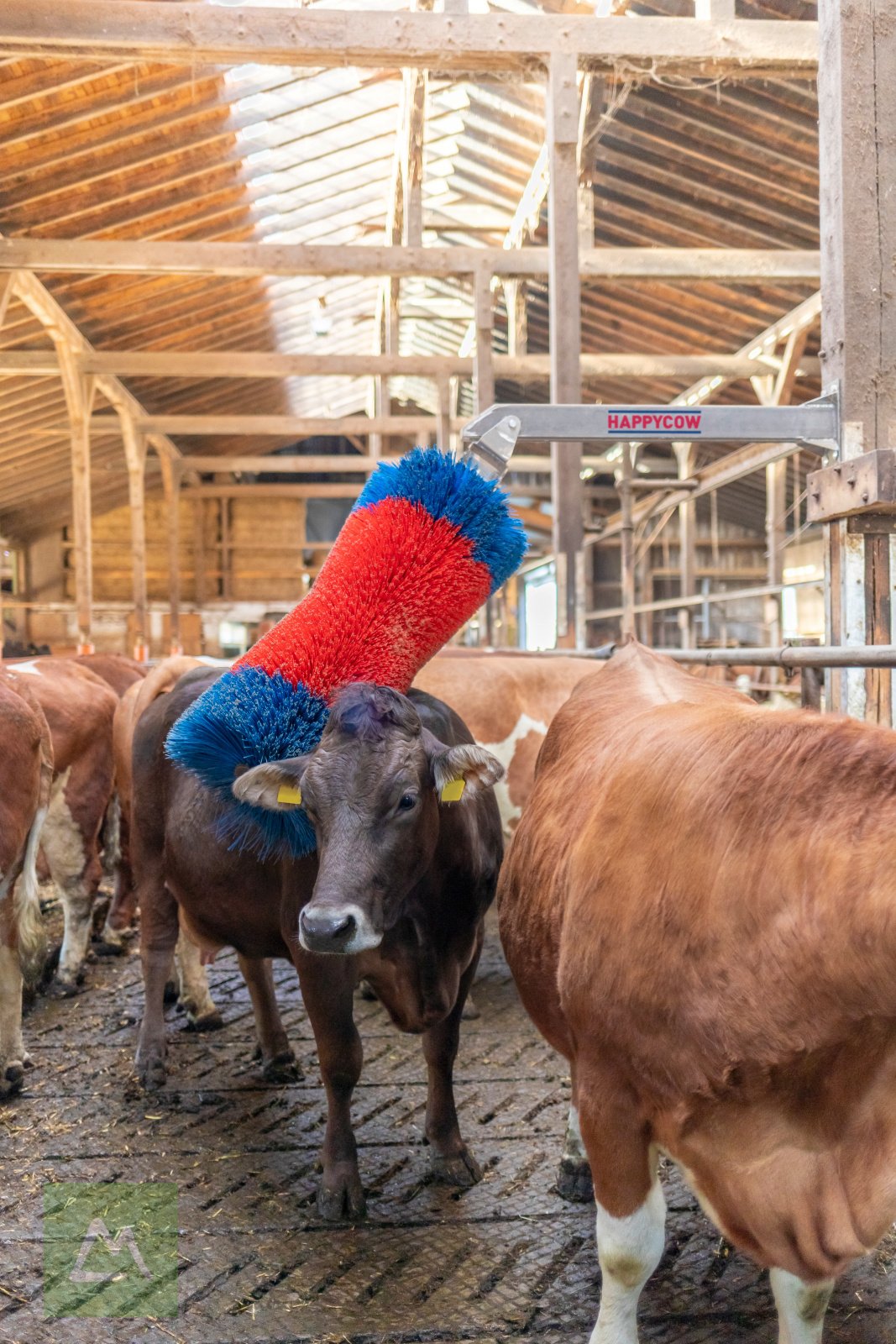 Sonstige Hoftechnik des Typs Kerbl Viehbürste HAPPYCOW Free Maxi (kostenlose Lieferung), Neumaschine in Weiz (Bild 4)