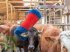 Sonstige Hoftechnik des Typs Kerbl Viehbürste HAPPYCOW Free Maxi (kostenlose Lieferung), Neumaschine in Weiz (Bild 5)