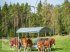 Sonstige Hoftechnik des Typs MD Landmaschinen Kellfri Heuraufe mit Palisaden für Rinder, 12 -14  Fressplätze, Neumaschine in Zeven (Bild 10)