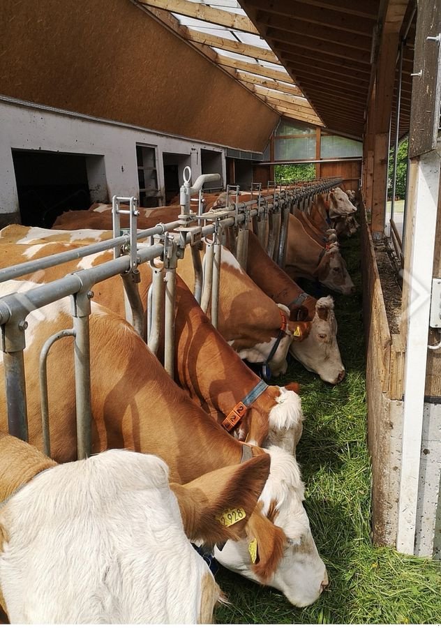 Sonstige Hoftechnik des Typs Sonstige Eder Feedstar, Neumaschine in Liebenau (Bild 3)