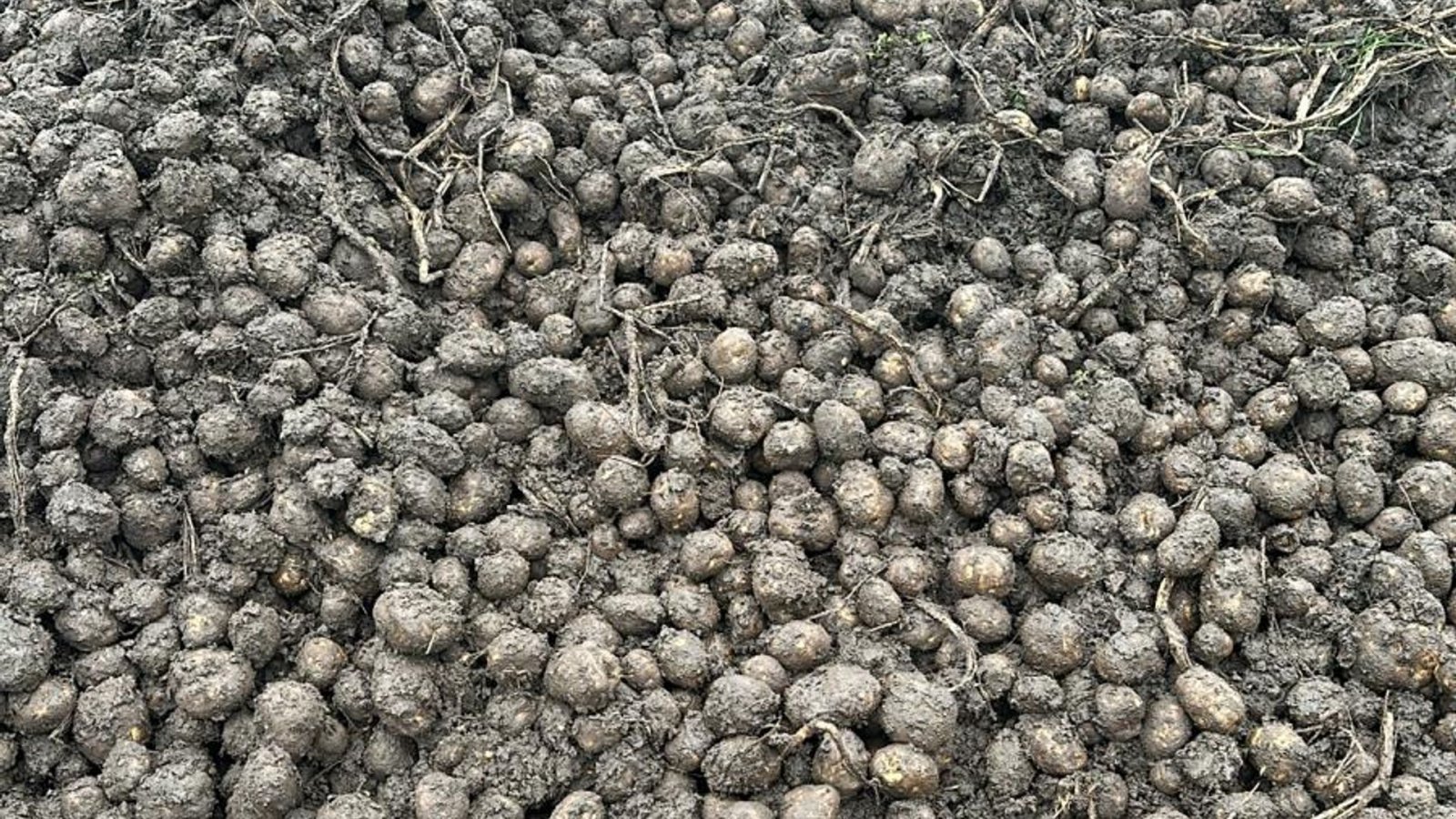 Sonstige Kartoffeltechnik del tipo Cross Crocodile Kartoffel/ Roe De-stonere og snitter op til 100 Ton/time, Gebrauchtmaschine In Løgumkloster (Immagine 7)