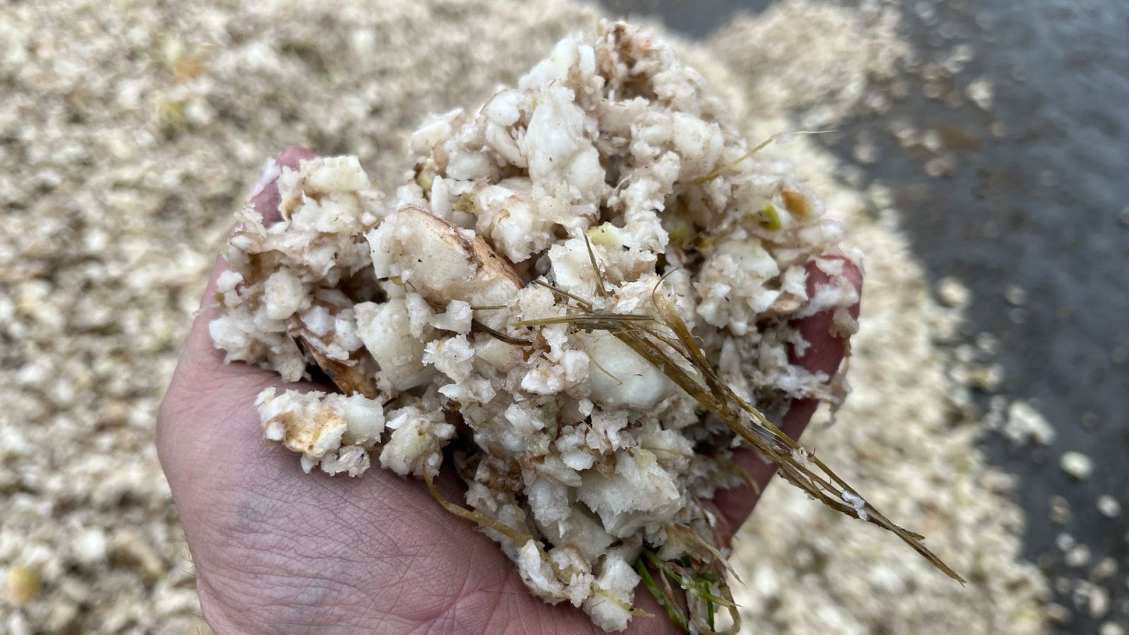 Sonstige Kartoffeltechnik del tipo Cross Crocodile Kartoffel/ Roe De-stonere og snitter op til 100 Ton/time, Gebrauchtmaschine In Løgumkloster (Immagine 22)