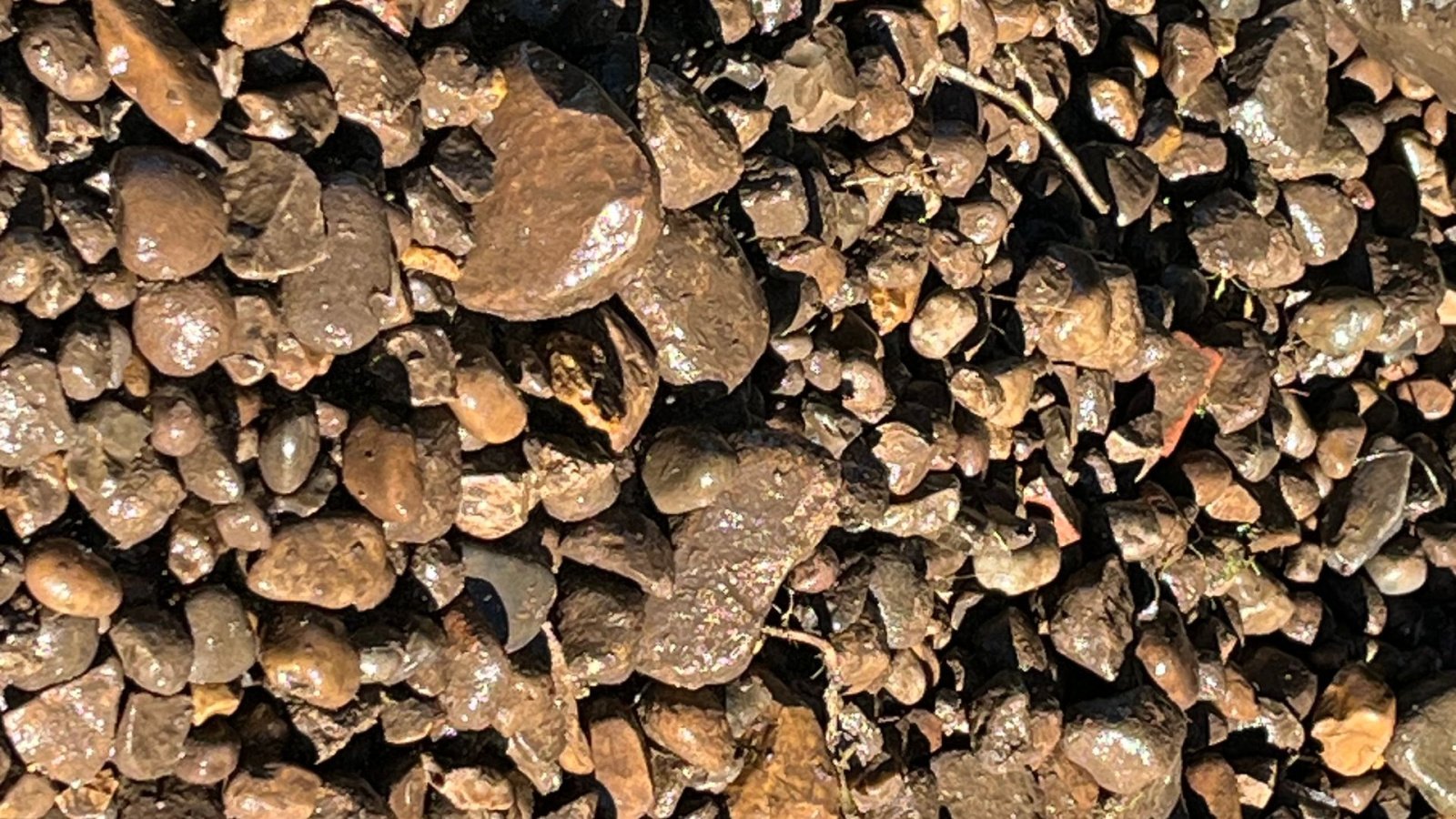 Sonstige Kartoffeltechnik del tipo Cross Crocodile Kartoffel/ Roe De-stonere og snitter op til 100 Ton/time, Gebrauchtmaschine In Løgumkloster (Immagine 14)