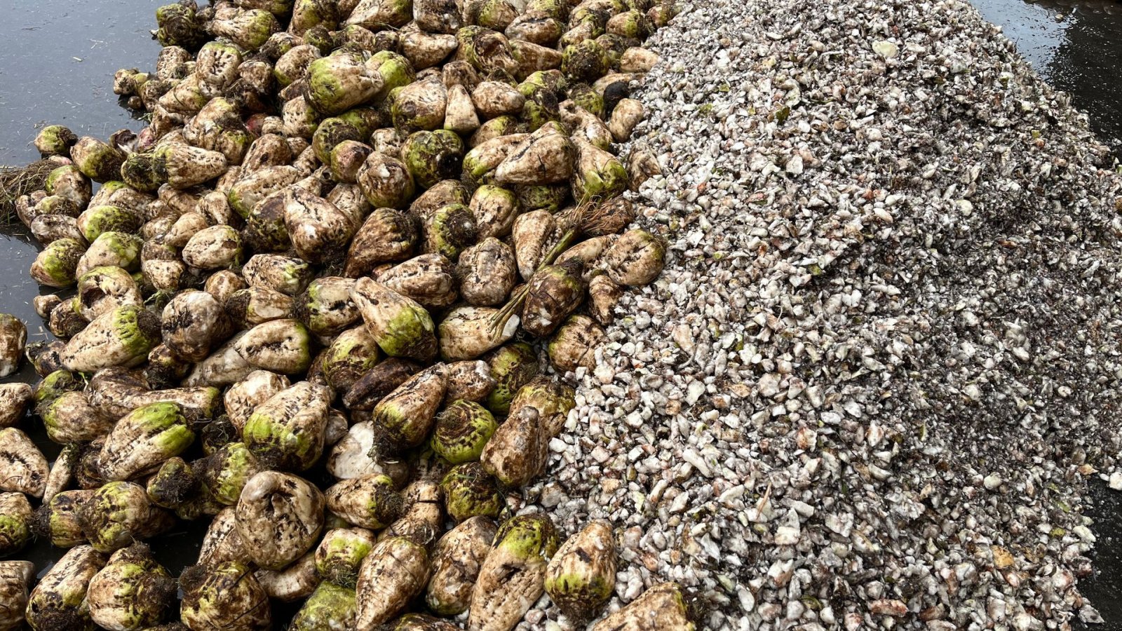 Sonstige Kartoffeltechnik tip Cross Crocodile Roe/kartoffel De-stonere og snittere op til 100 Ton/time, Gebrauchtmaschine in Løgumkloster (Poză 17)