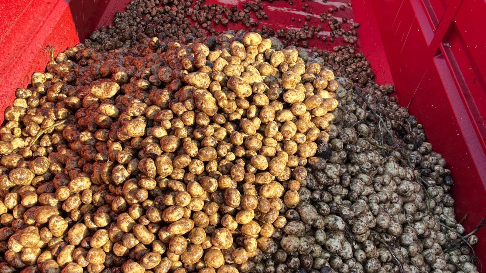 Sonstige Kartoffeltechnik tip Cross Crocodile Roe/kartoffel De-stonere og snittere op til 100 Ton/time, Gebrauchtmaschine in Løgumkloster (Poză 10)