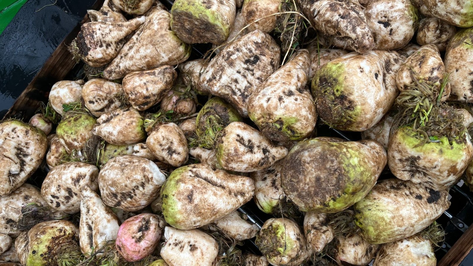 Sonstige Kartoffeltechnik des Typs Cross Elephant vaskere og snittere op til 100 Ton/timen, Gebrauchtmaschine in Løgumkloster (Bild 21)