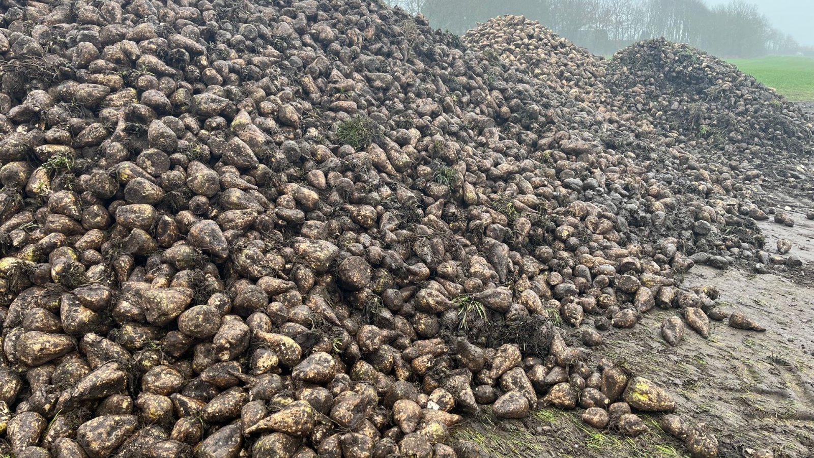 Sonstige Kartoffeltechnik des Typs Cross Elephant vaskere og snittere op til 100 Ton/timen, Gebrauchtmaschine in Løgumkloster (Bild 12)