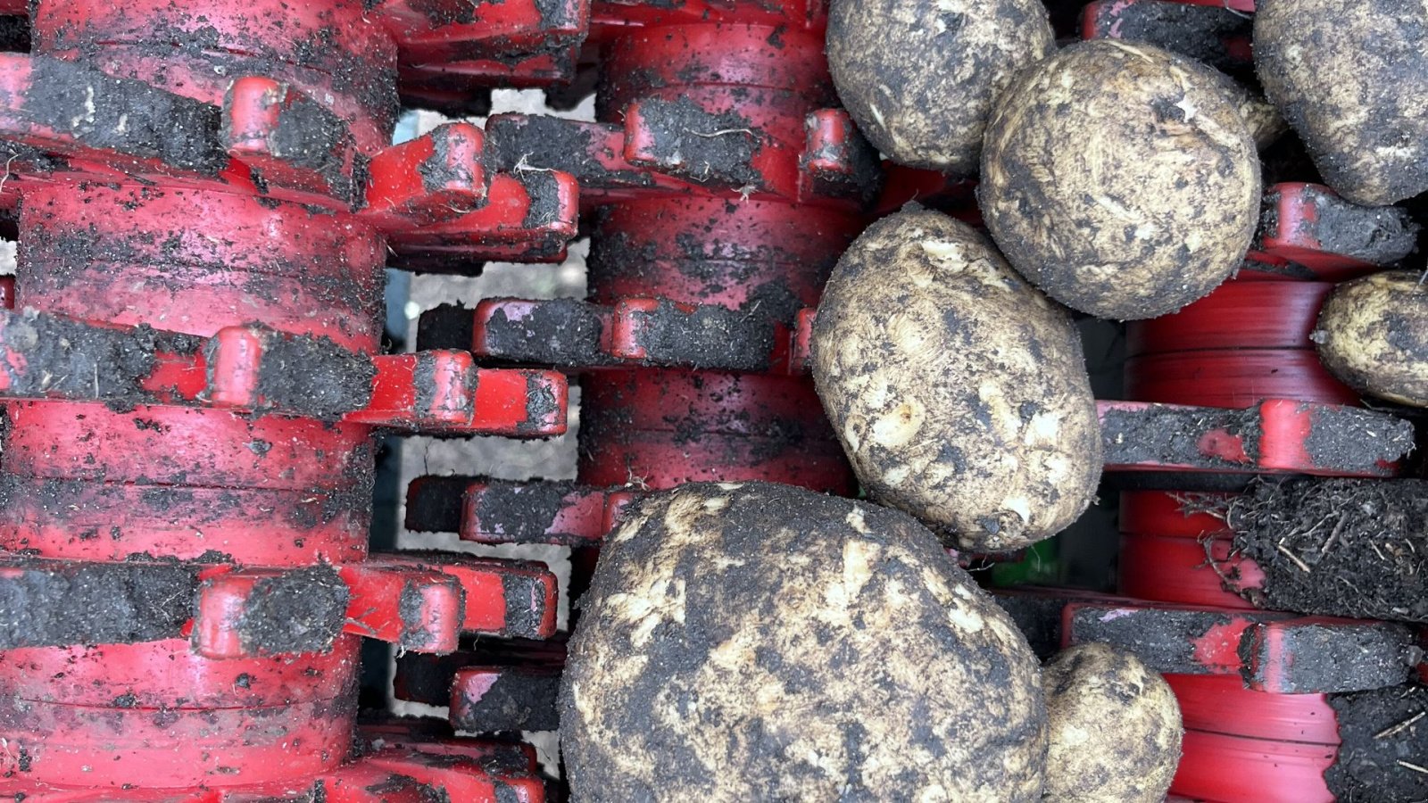 Sonstige Kartoffeltechnik от тип Cross Tørrenser / læssemaskine, Gebrauchtmaschine в Løgumkloster (Снимка 9)