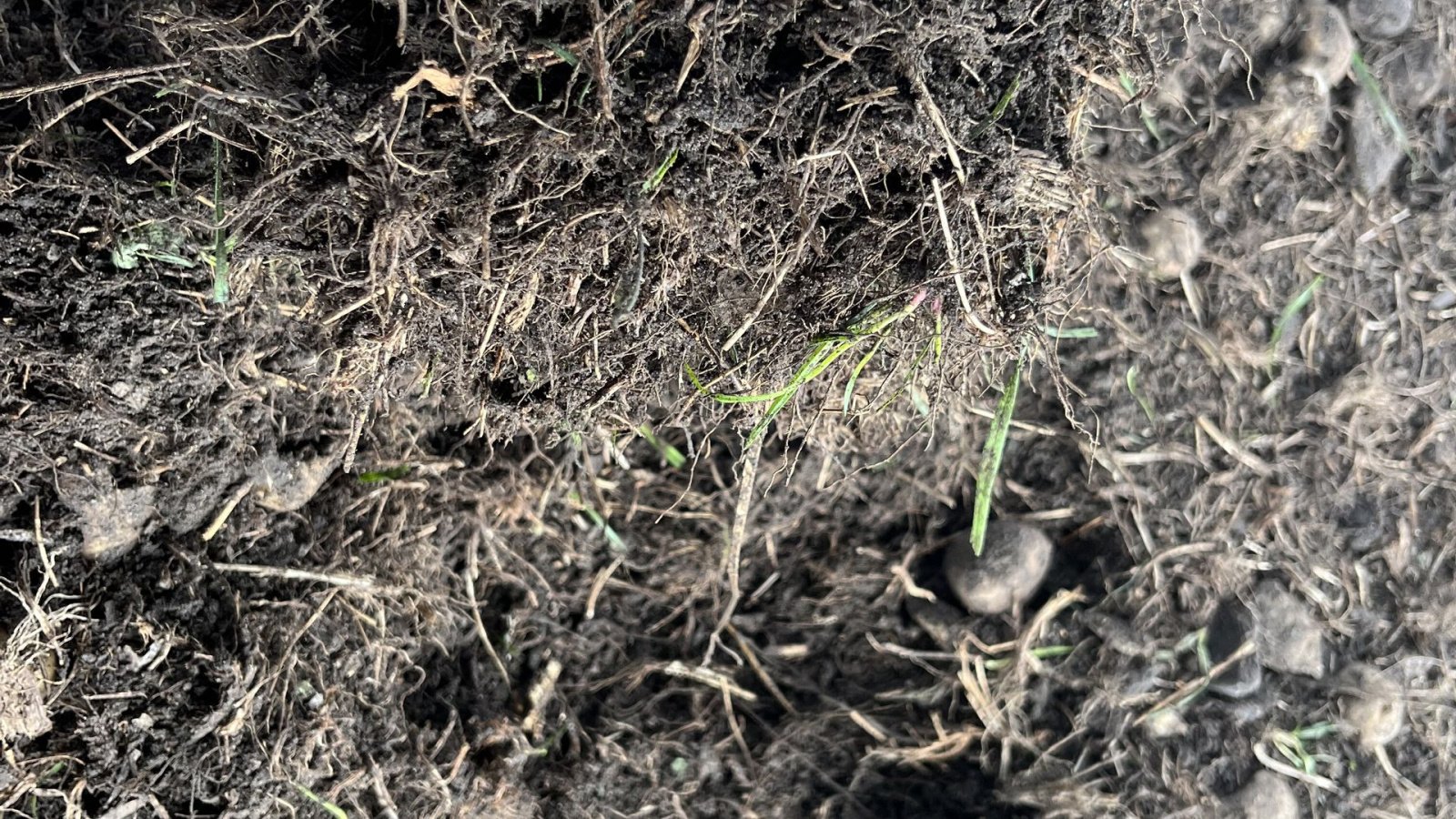 Sonstige Kartoffeltechnik от тип Cross Tørrenser / læssemaskine, Gebrauchtmaschine в Løgumkloster (Снимка 21)