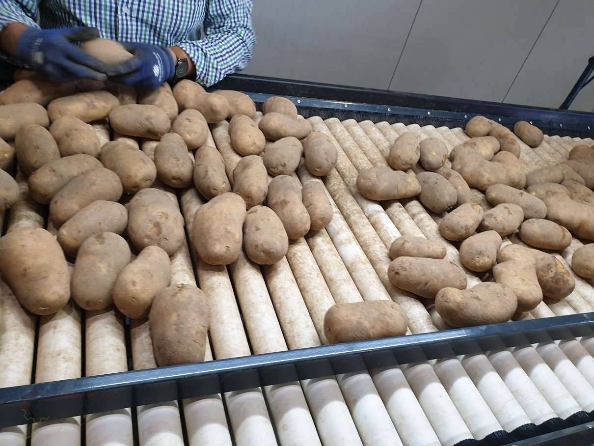 Sonstige Kartoffeltechnik del tipo KMK Verleseband TB, Neumaschine In Ehekirchen (Immagine 11)