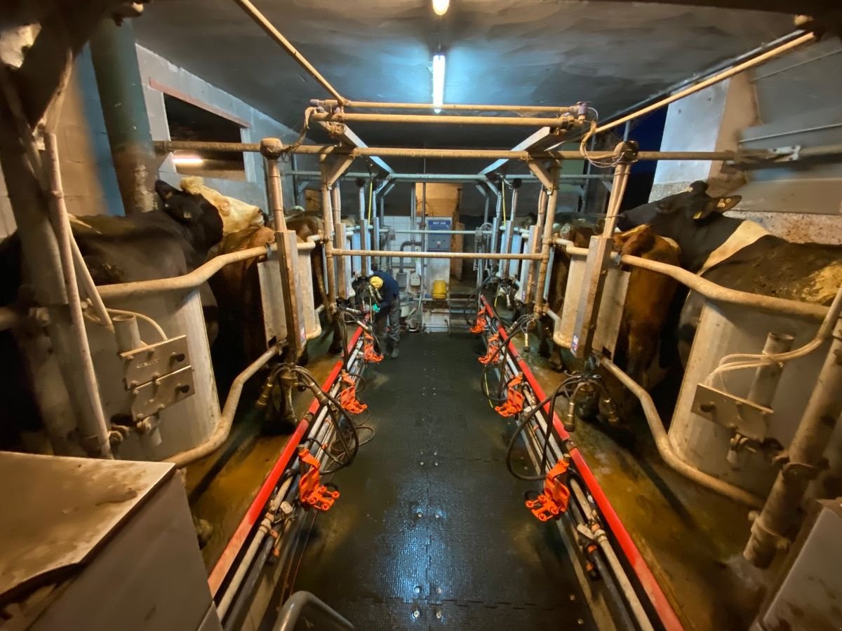 Sonstige Melktechnik & Kühltechnik typu Boumatic Melkstand 2x4 FIschgrät, Gebrauchtmaschine v St. Peter am Freienstein (Obrázok 1)