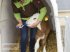 Sonstige Melktechnik & Kühltechnik типа Kerbl Kälberiglu CalfHouse Premium Plus ( 14580 ), Neumaschine в Altenfelden (Фотография 6)