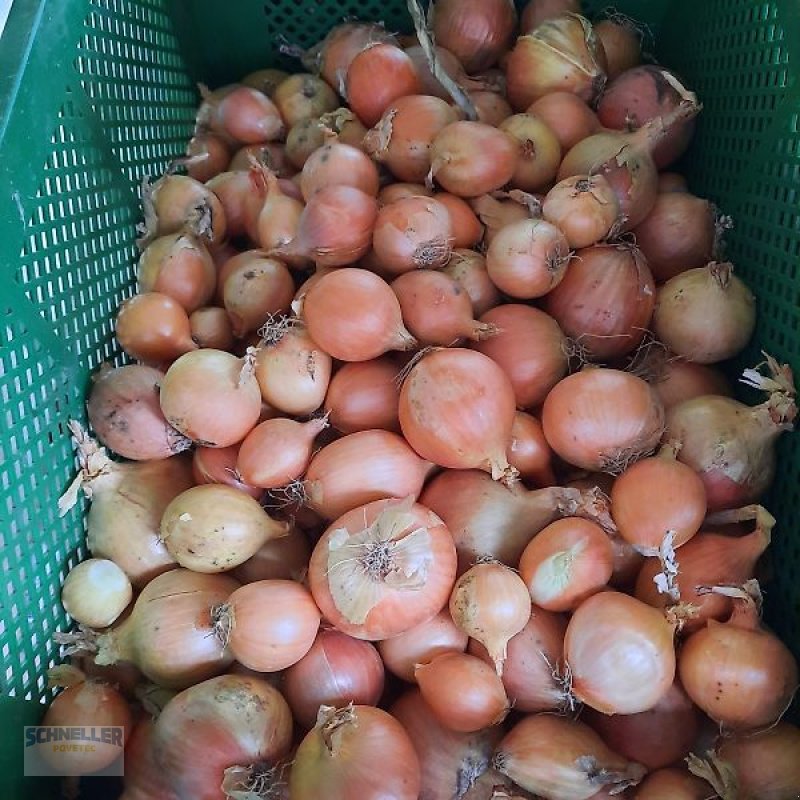 Sonstige Obsttechnik & Weinbautechnik des Typs Schneller Povetec ZES 2 Zwiebelentschloter, Neumaschine in Hainsfarth (Bild 8)