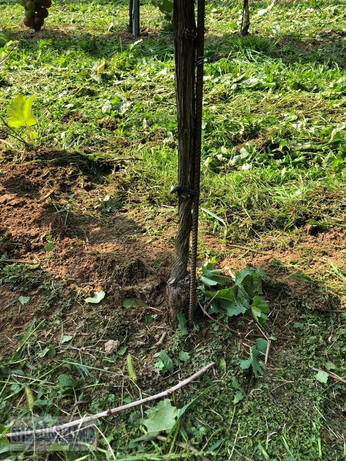 Sonstige Obsttechnik & Weinbautechnik typu Sonstige Psenner SV 173/240 + Held Stockräumer, Vorführmaschine w Wies (Zdjęcie 11)