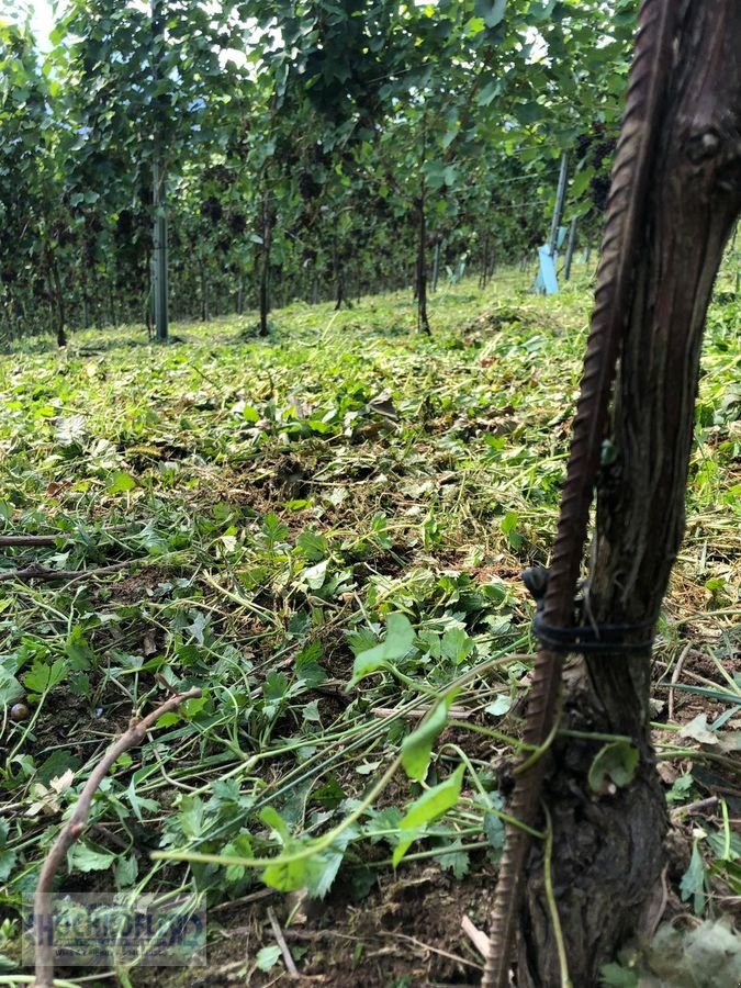 Sonstige Obsttechnik & Weinbautechnik typu Sonstige Psenner SV 173/240 + Held Stockräumer, Vorführmaschine w Wies (Zdjęcie 17)