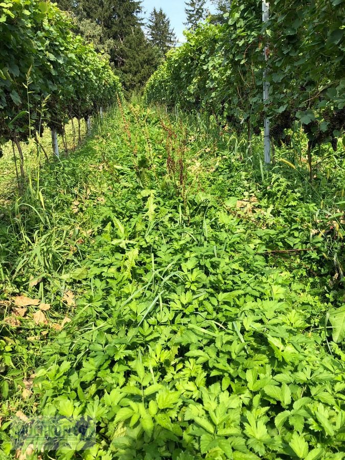 Sonstige Obsttechnik & Weinbautechnik typu Sonstige Psenner SV 173/240 + Held Stockräumer, Vorführmaschine w Wies (Zdjęcie 13)