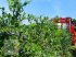 Sonstige Obsttechnik & Weinbautechnik tip Weremczuk Die Erntemaschine für Heidelbeeren, Himbeeren und Brombeeren KAREN, Neumaschine in Skierniewice (Poză 3)