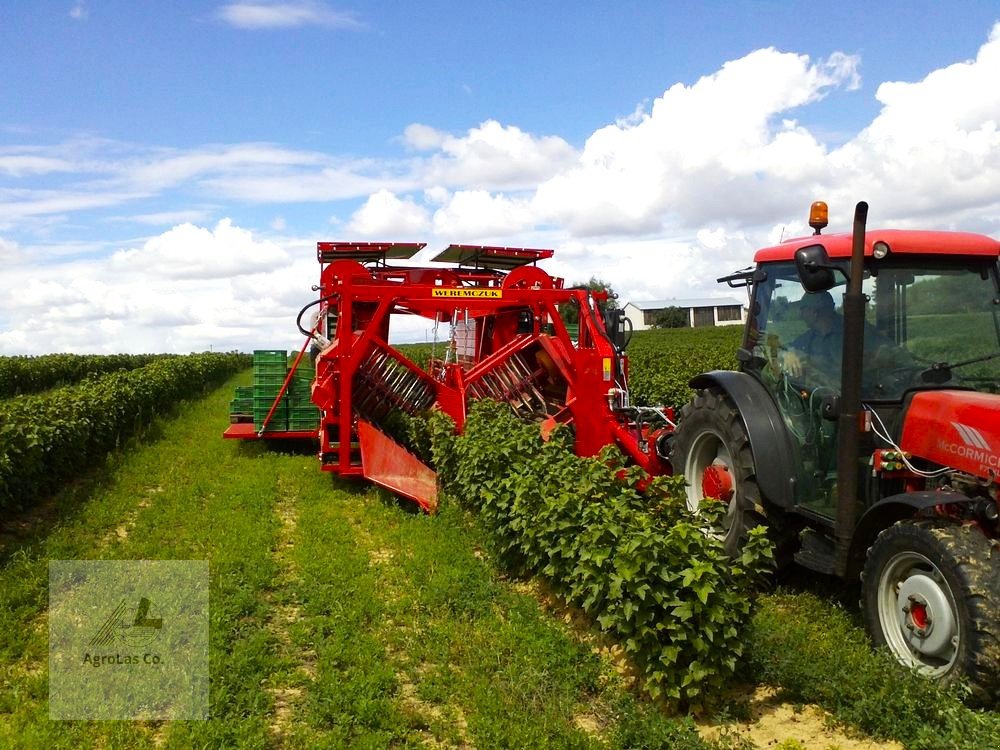 Sonstige Obsttechnik & Weinbautechnik typu Weremczuk Ganzreihige Erntemaschine für Beeren, Johannisbeeren, Aronia, Hagebutten, Beerenfrüchte VICTOR, Neumaschine w Skierniewice (Zdjęcie 1)