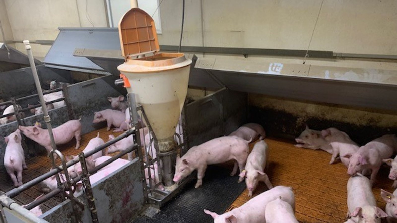 Sonstiges of the type Big Dutchman inventar Smågrisestald 130m2, Gebrauchtmaschine in Egtved (Picture 1)