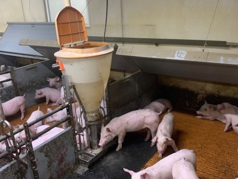 Sonstiges des Typs Big Dutchman inventar Smågrisestald 130m2, Gebrauchtmaschine in Egtved (Bild 1)