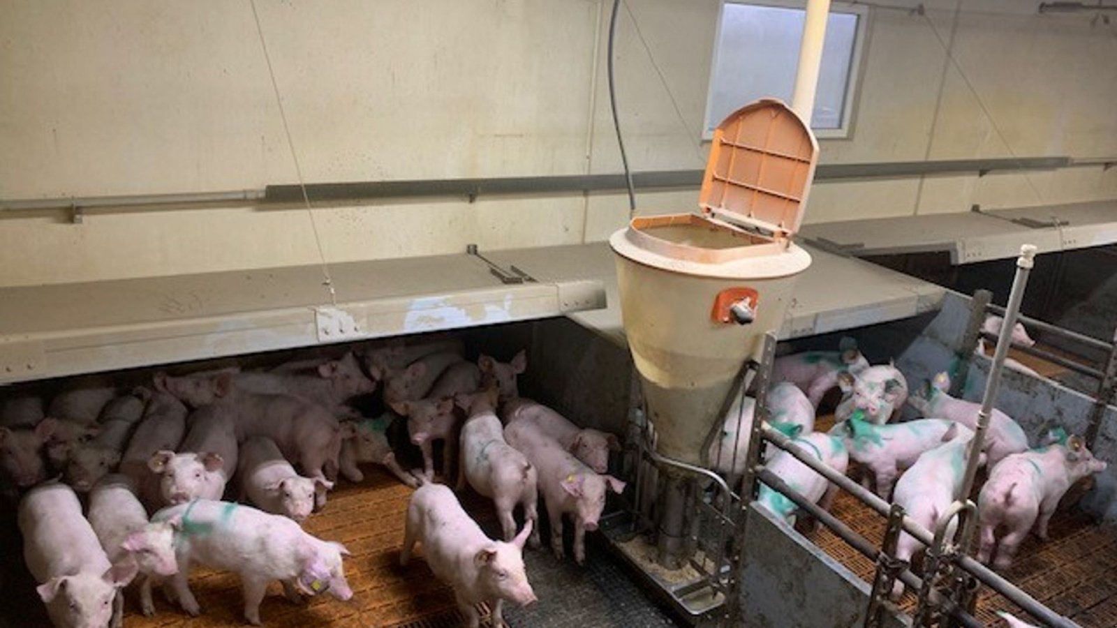 Sonstiges of the type Big Dutchman inventar Smågrisestald 130m2, Gebrauchtmaschine in Egtved (Picture 4)